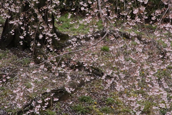 6421-15.4.1祇園しだれ桜　根元の散花.jpg